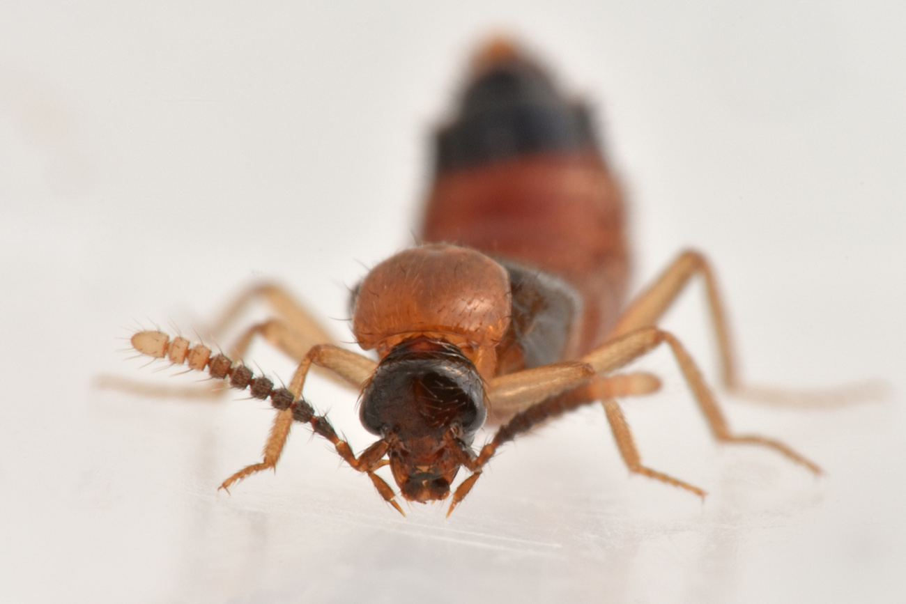 Staphylinidae: Zyras sp? Sì, Zyras collaris